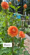 Maarn - Dahlia Tuber