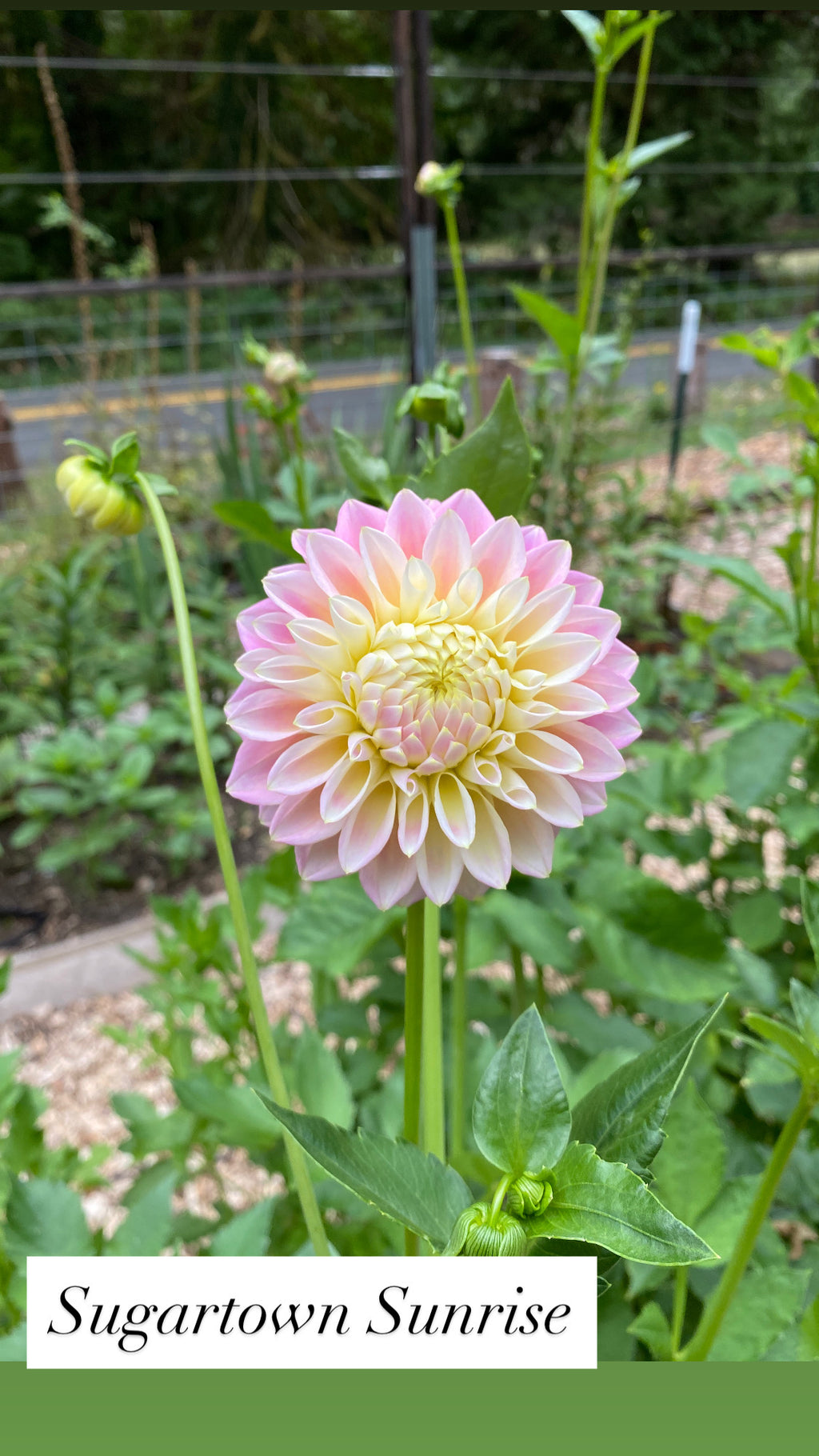 Sugartown Sunrise - Dahlia Tuber