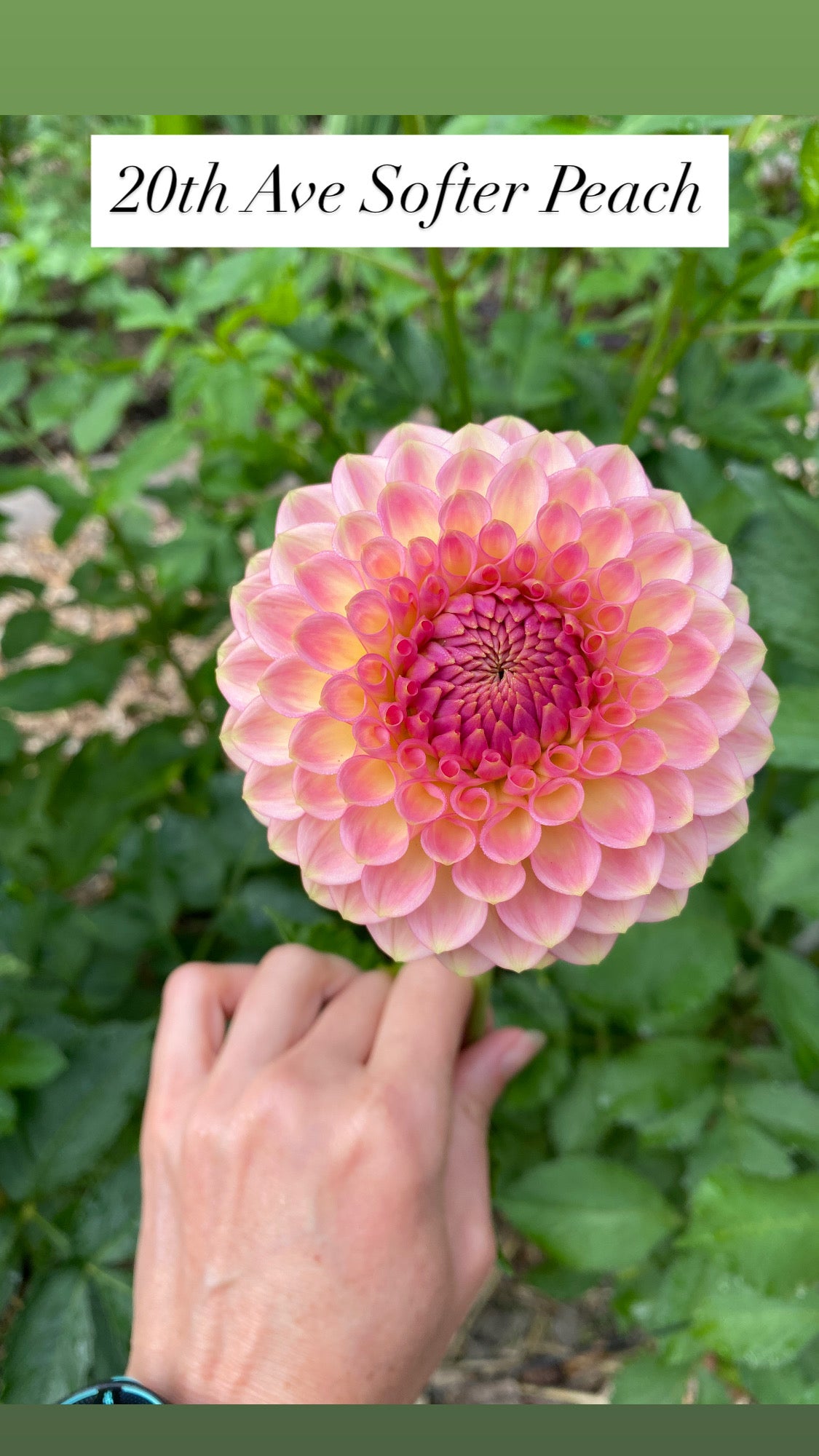 20th Ave Softer Peach - Dahlia Tuber