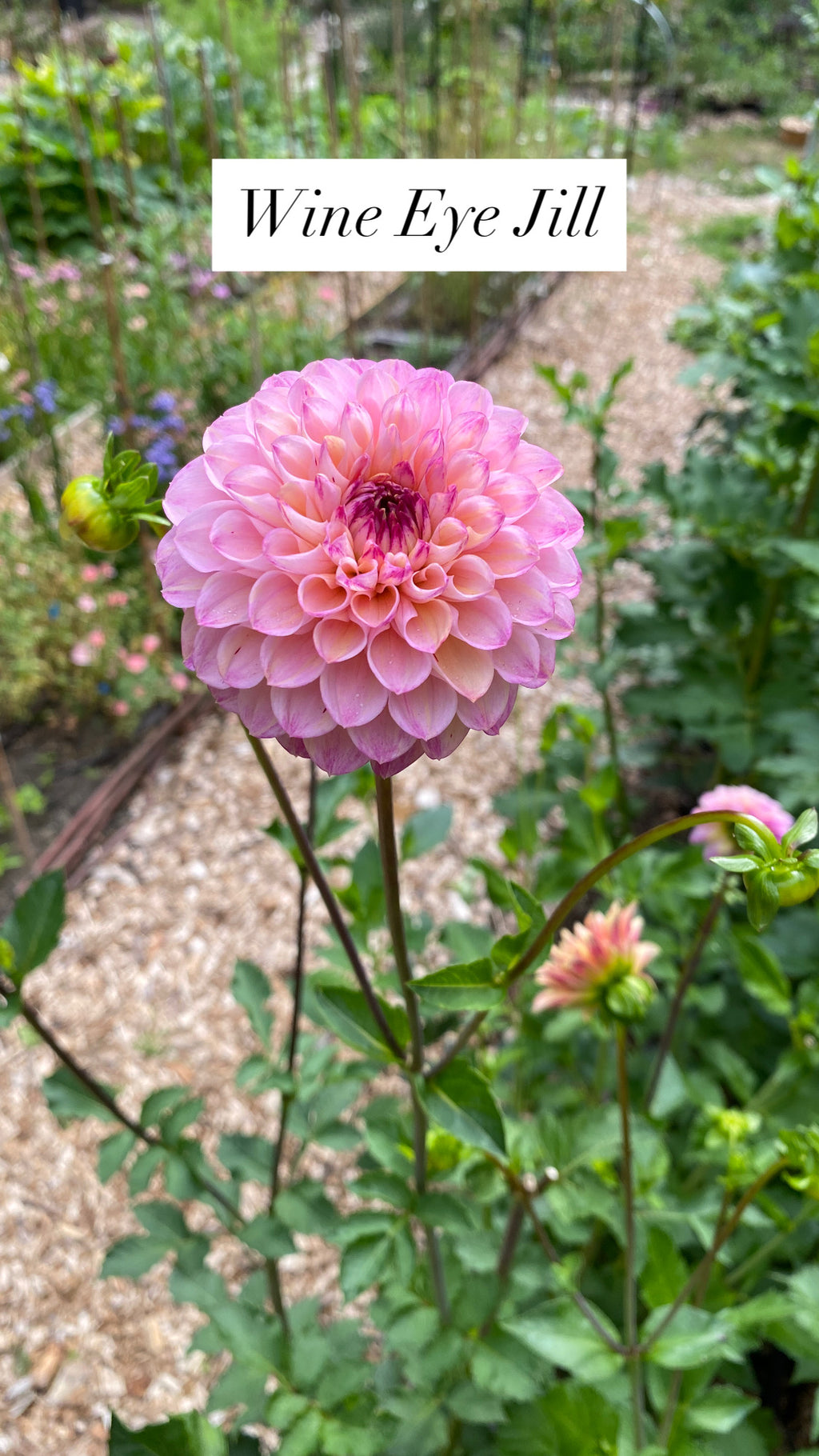 Wine Eye Jill - Dahlia Tuber