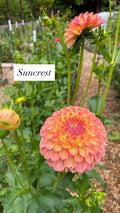 Suncrest - Dahlia Tuber