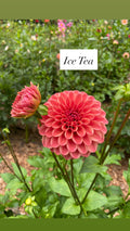 Ice Tea - Dahlia Tuber