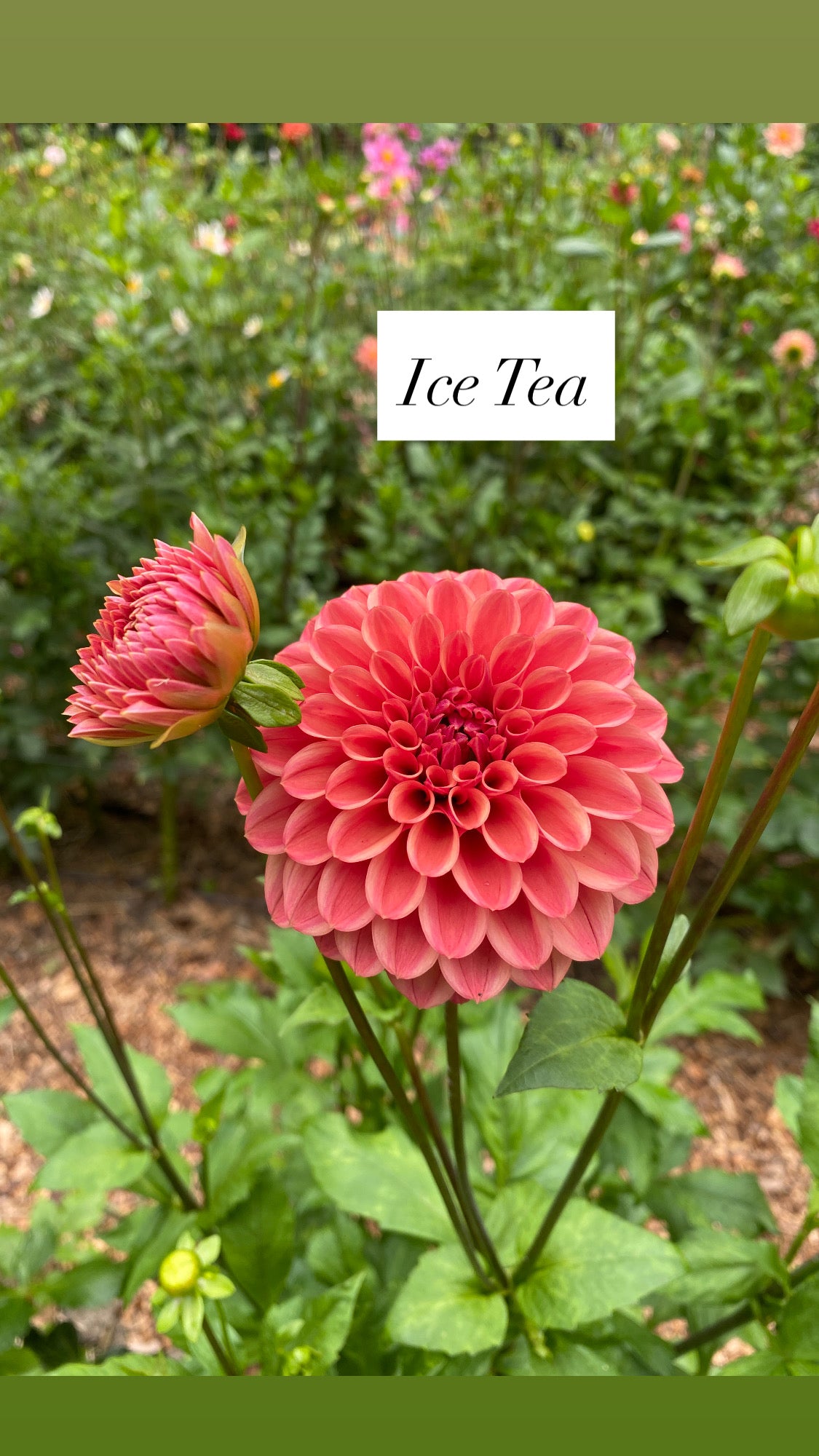Ice Tea - Dahlia Tuber