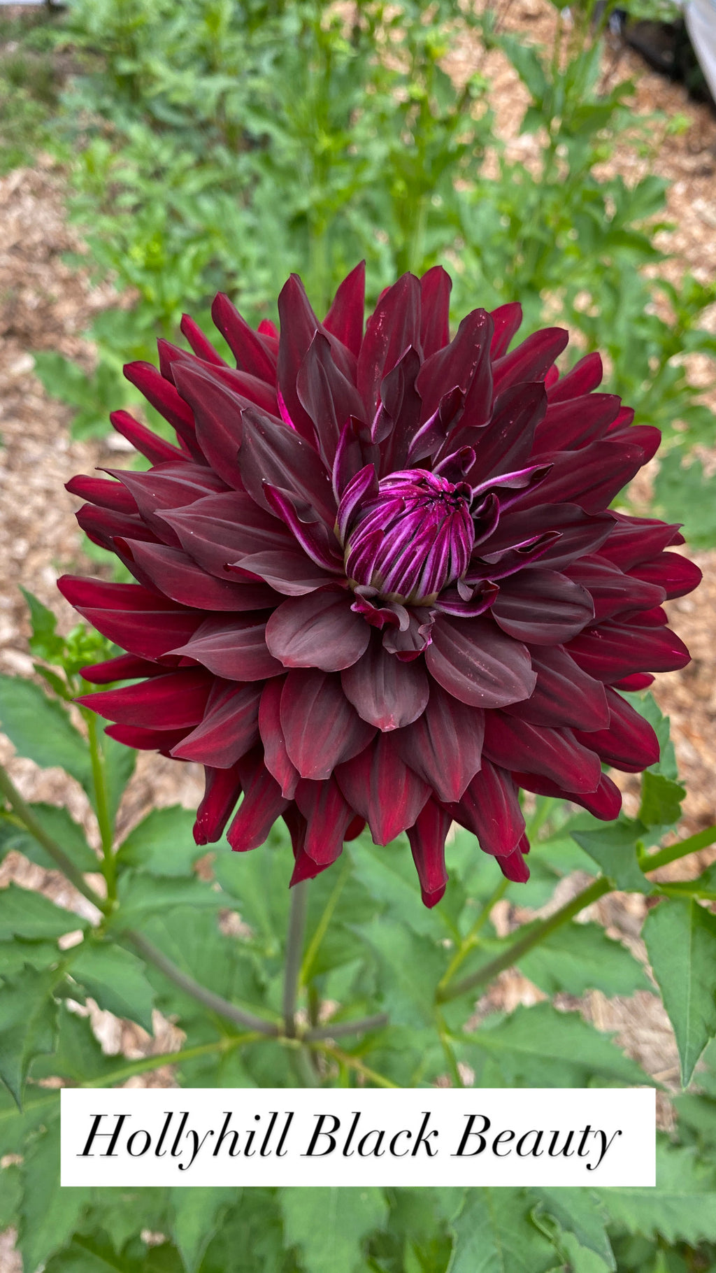 Hollyhill Black Beauty - Dahlia Tuber