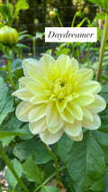 Day Dreamer - Dahlia Tuber