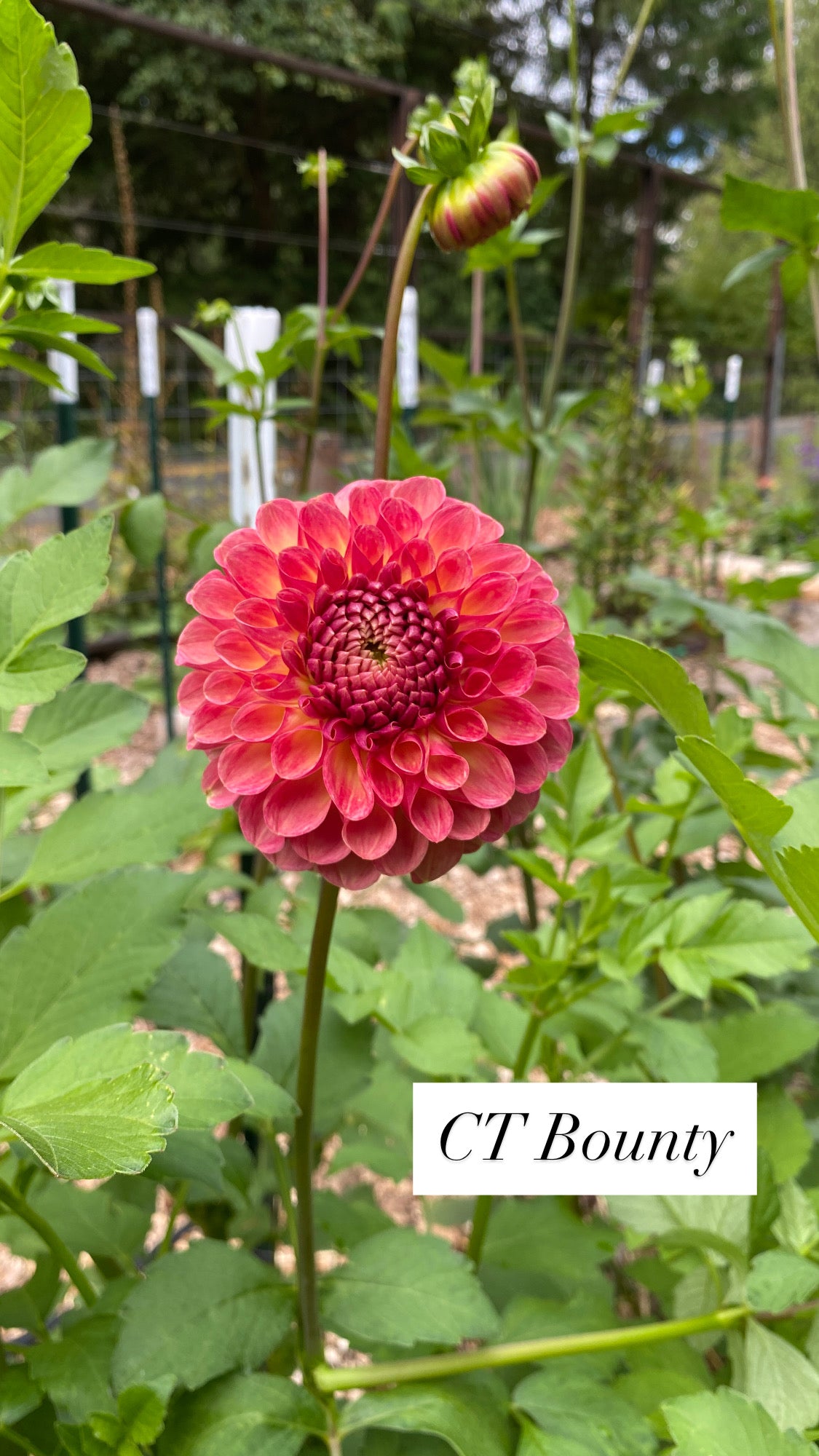 CSY Bounty - Dahlia Tuber