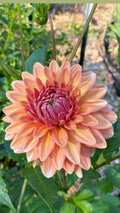 Hy Patti - Dahlia Tuber