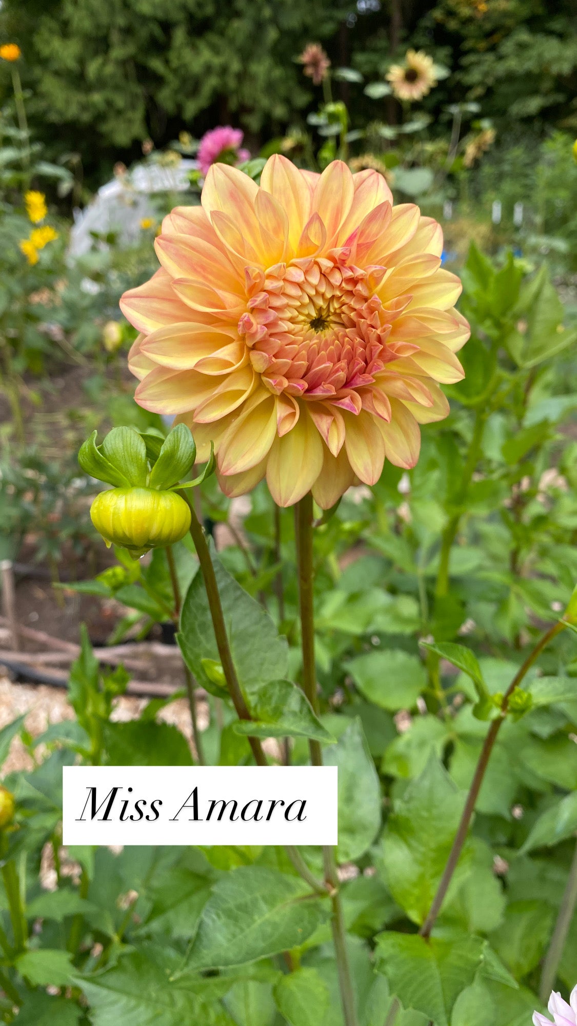 Miss Amara - Dahlia Tuber