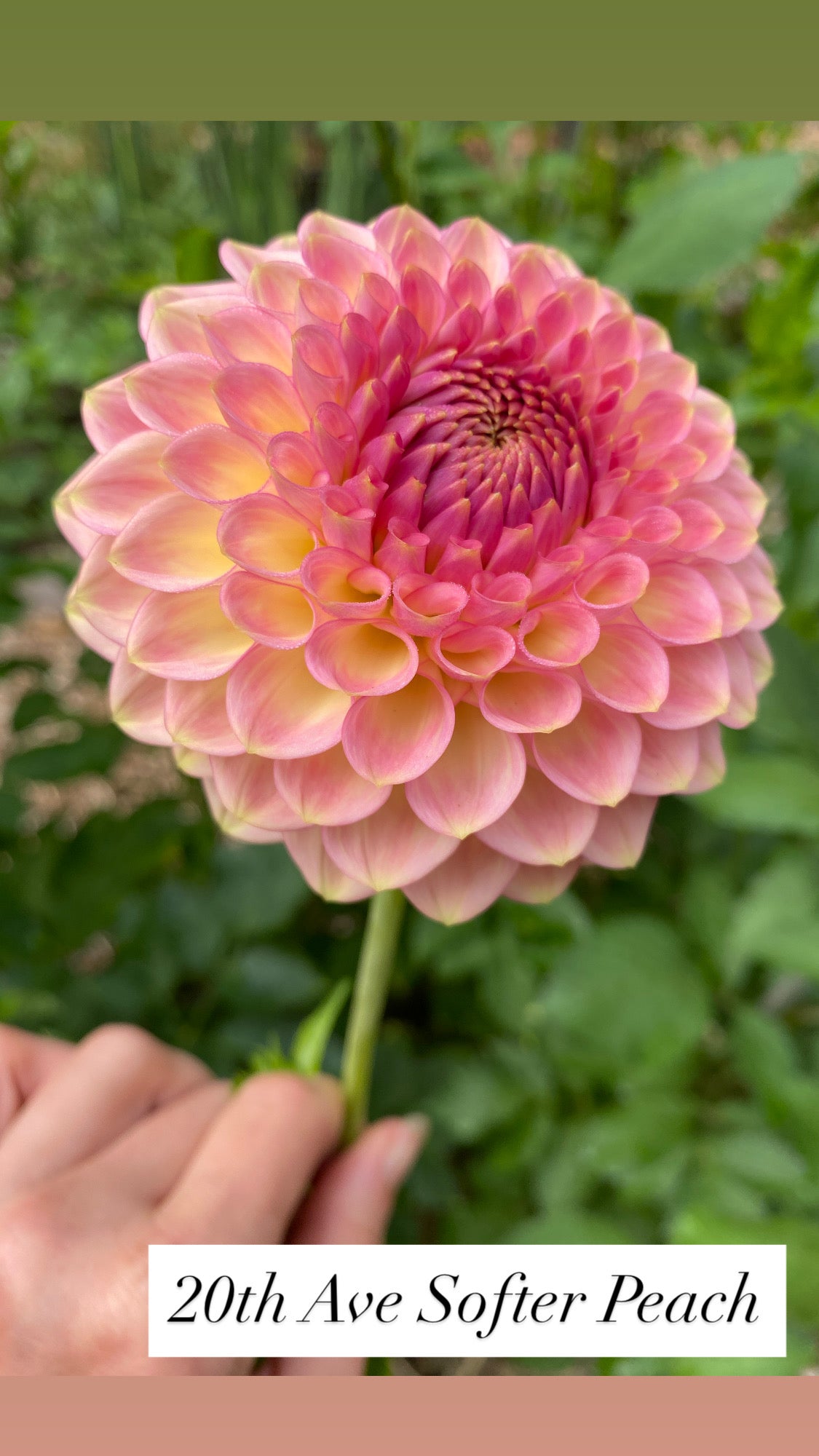 20th Ave Softer Peach - Dahlia Tuber