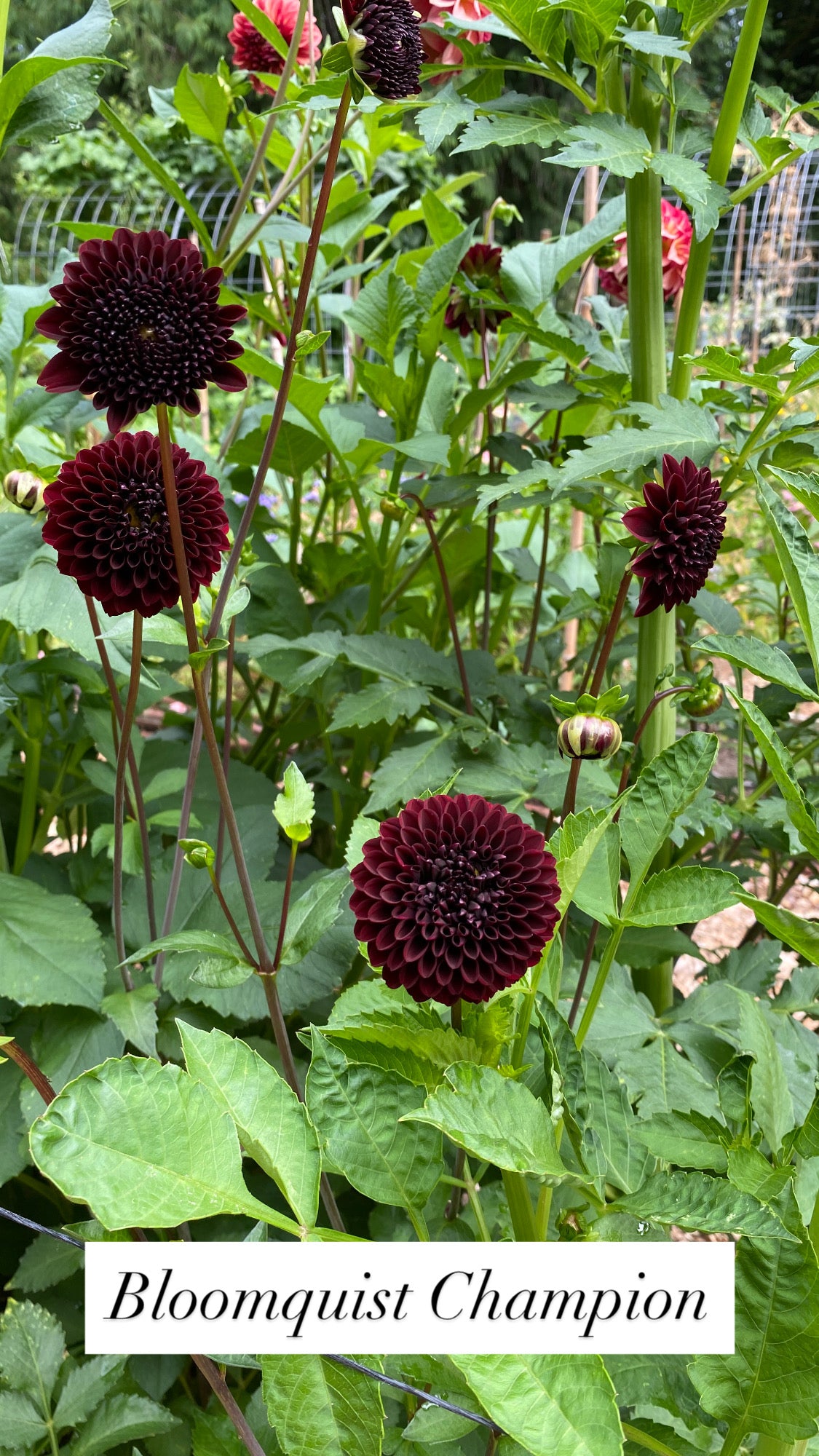 Bloomquist Champion - Dahlia Tuber