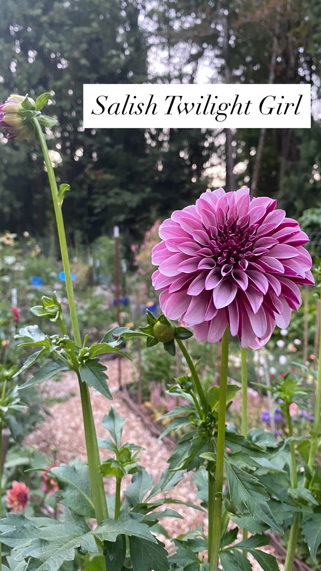 Salish Twilight Girl - Dahlia Tuber
