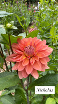 Nicholas - Dahlia Tuber
