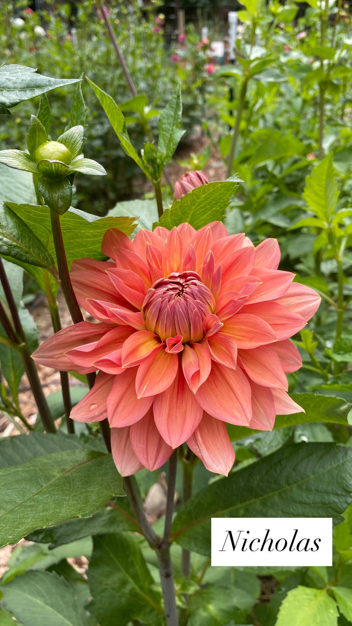 Nicholas - Dahlia Tuber