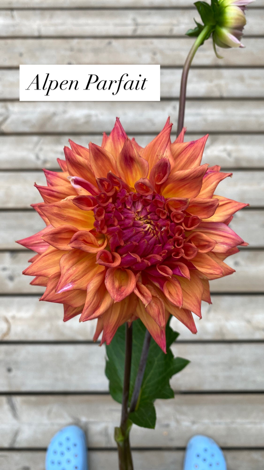 Alpen Parfait - Dahlia Tuber