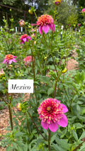 Mexico - Dahlia Tuber