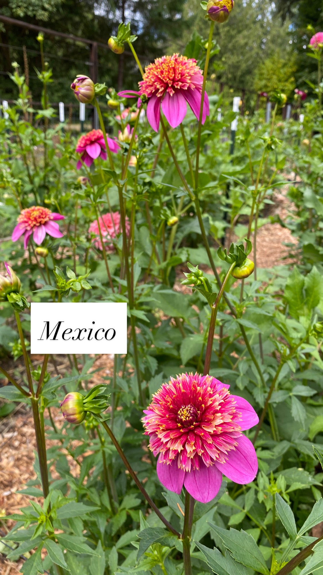 Mexico - Dahlia Tuber