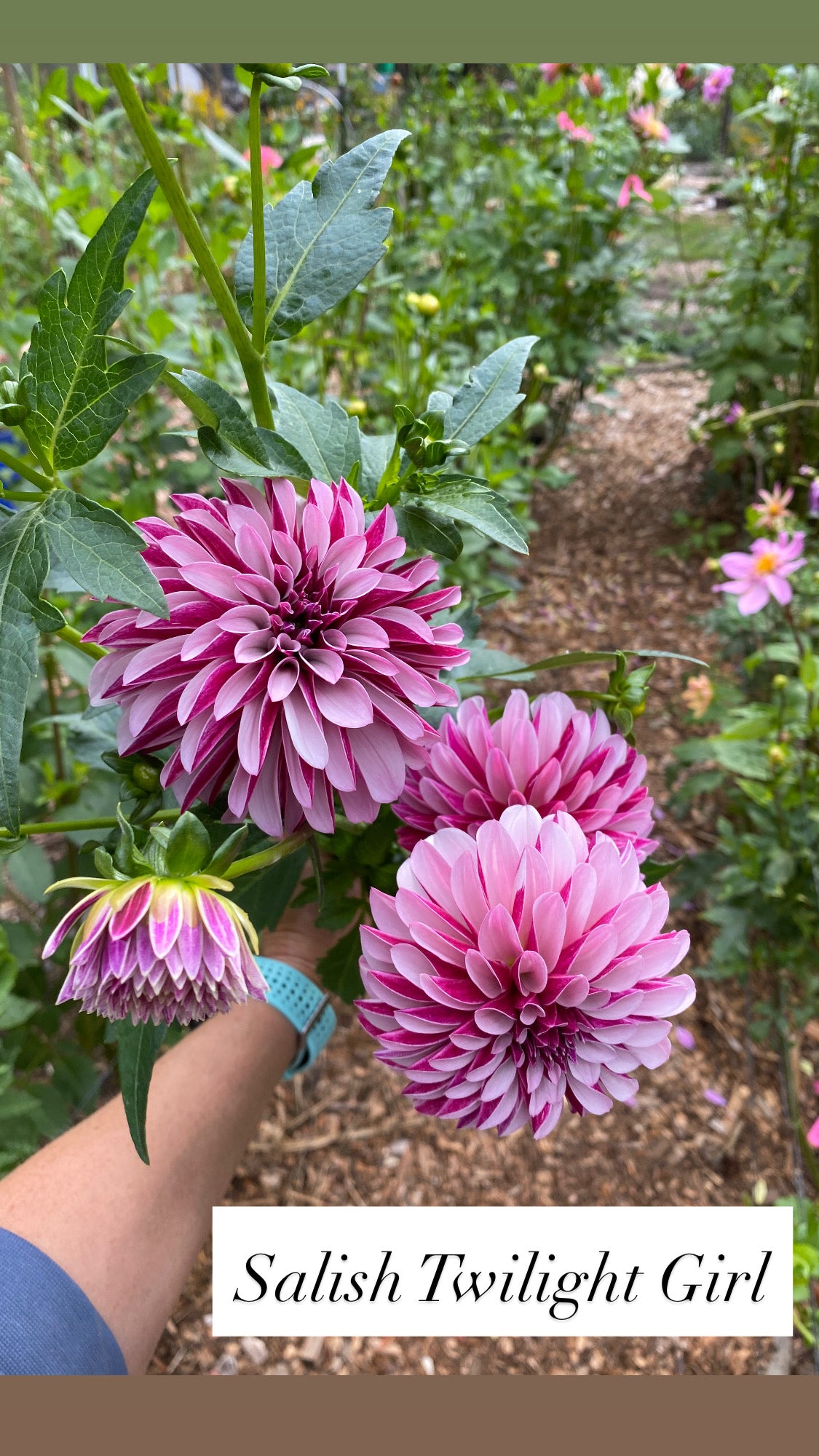 Salish Twilight Girl - Dahlia Tuber