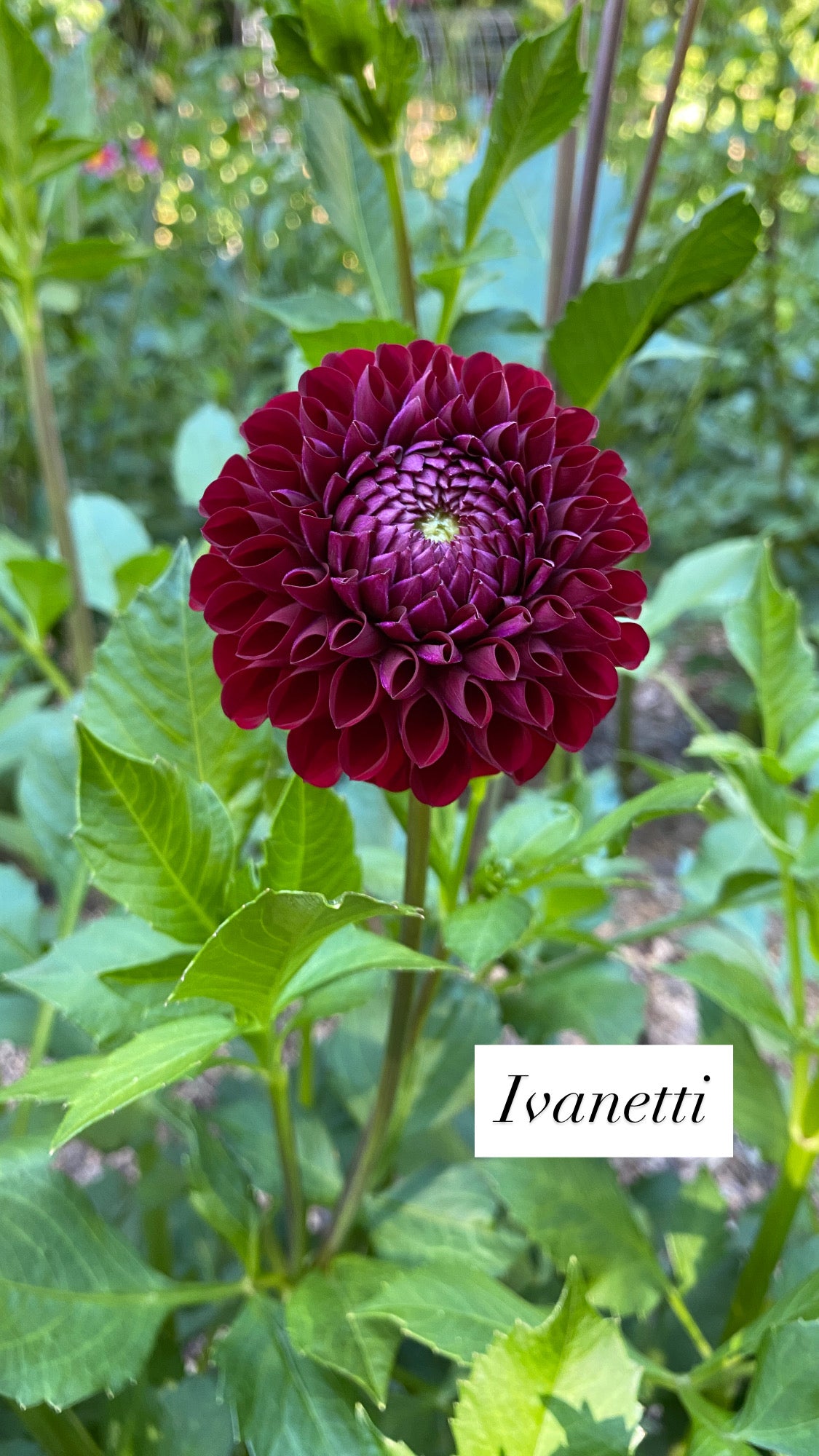 Ivanetti - Dahlia Tuber