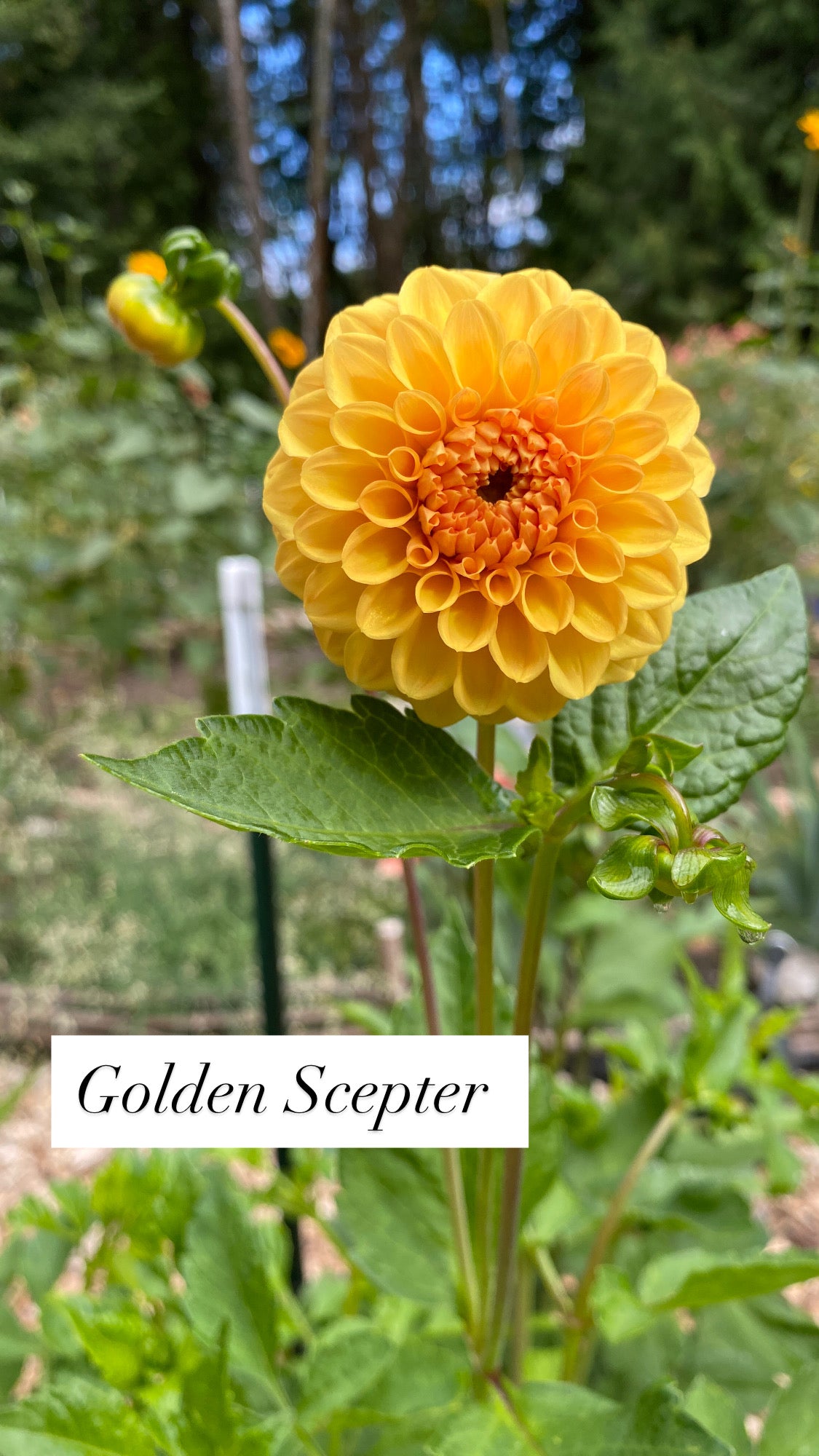 Golden Scepter - Dahlia Tuber