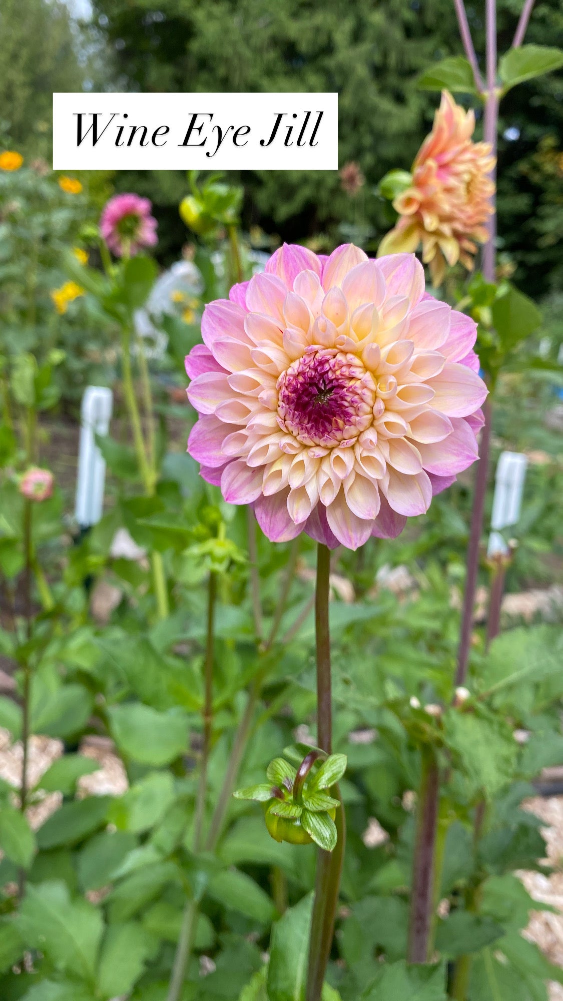 Wine Eye Jill - Dahlia Tuber