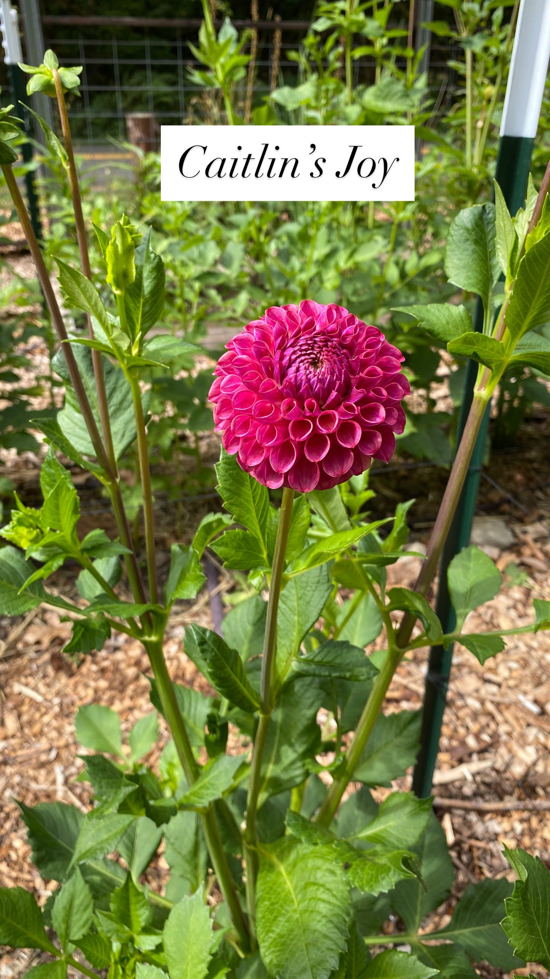 Caitlin's Joy - Dahlia Tuber