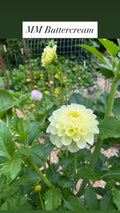 MM Buttercream - Dahlia Tuber