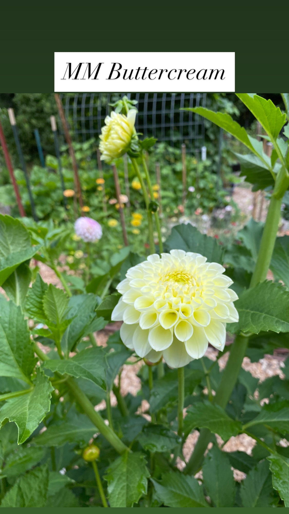 MM Buttercream - Dahlia Tuber