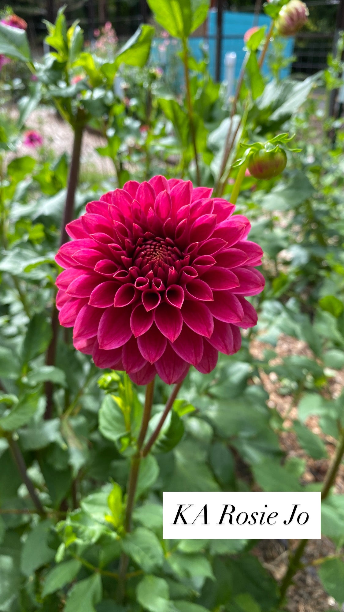 SC REJ / Rosie Jo - Dahlia Tuber