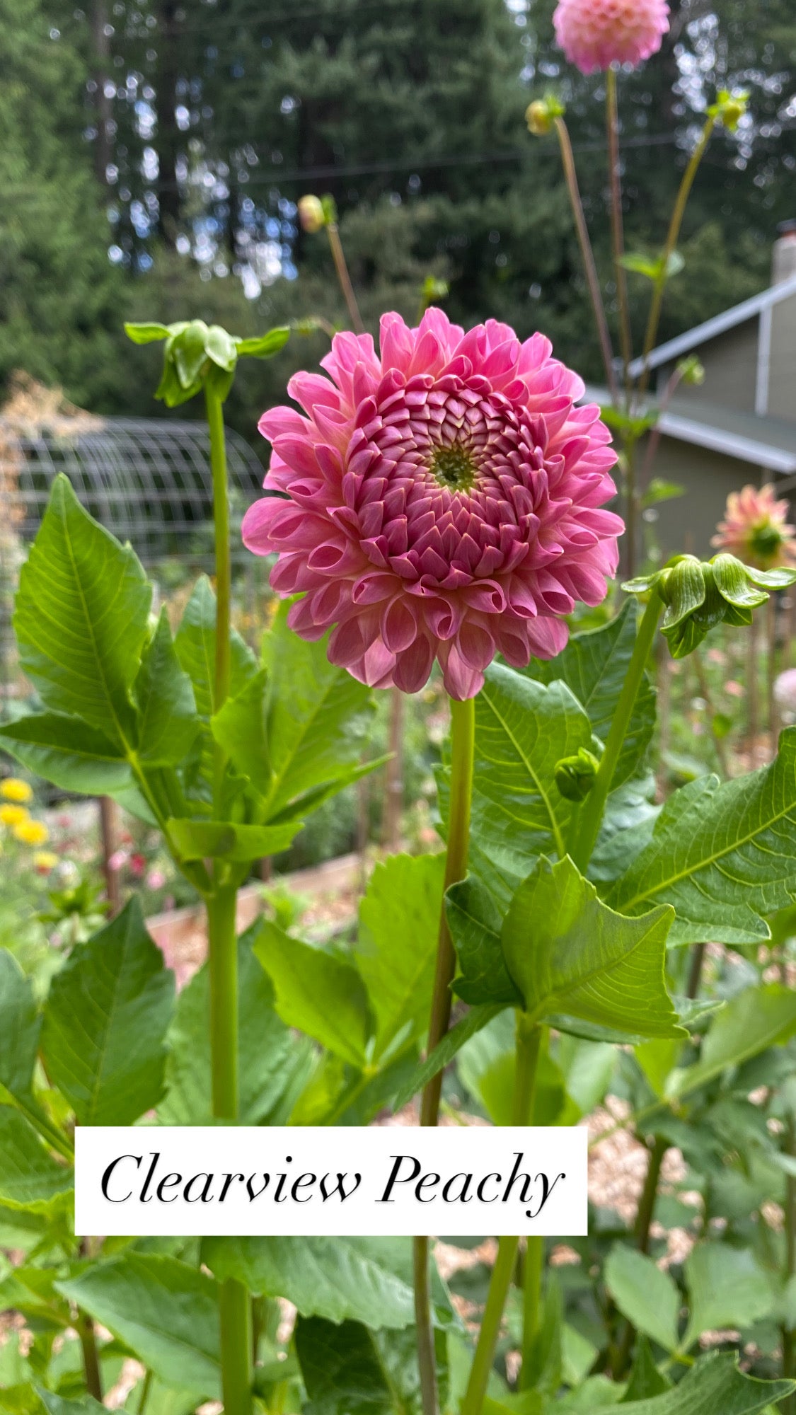 Clearview Peachy - Dahlia Tuber