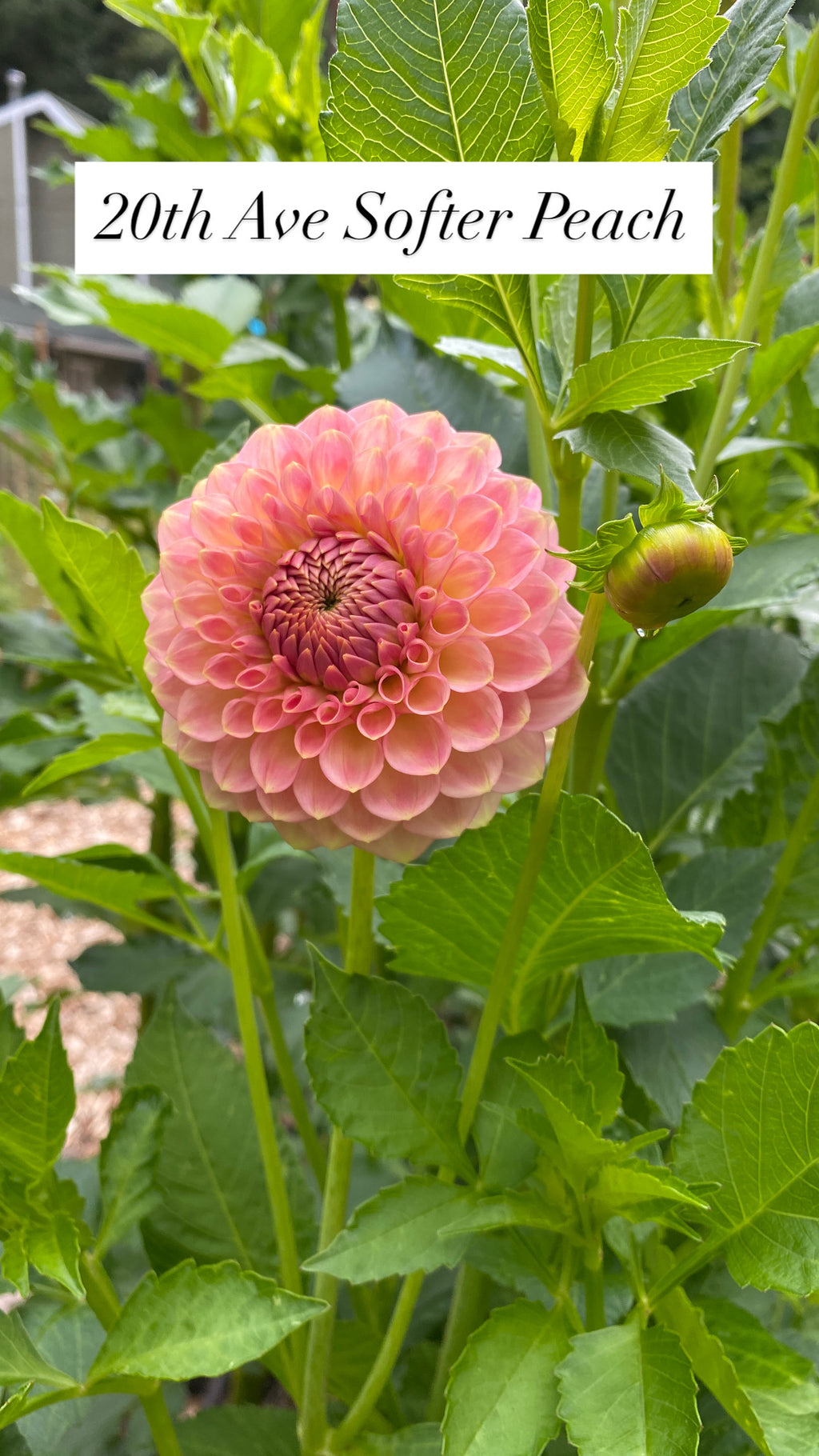 20th Ave Softer Peach - Dahlia Tuber
