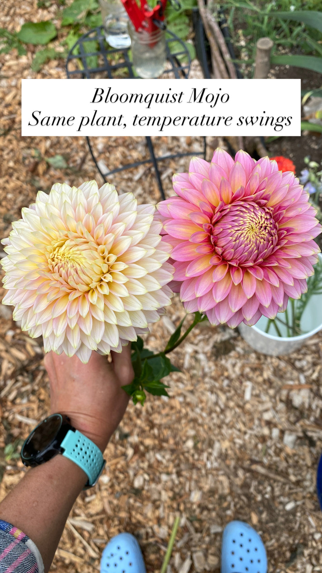 Bloomquist Mojo -Dahlia Tuber Bundle of 10