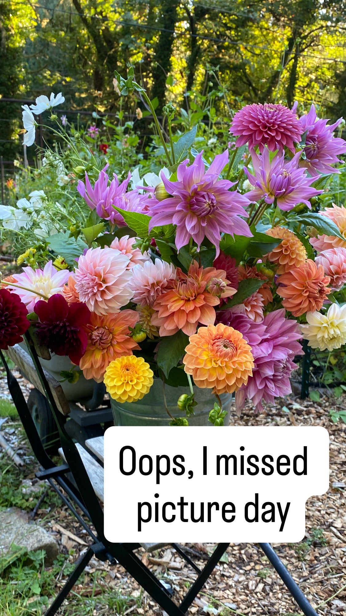 Blizzard - Dahlia Tuber