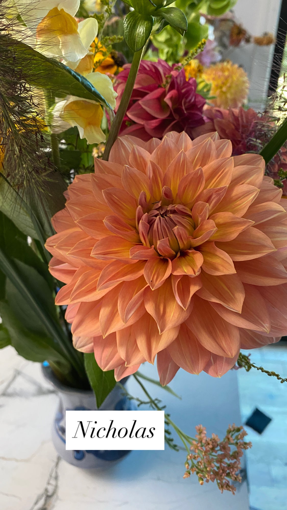 Nicholas - Dahlia Tuber