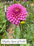 Skipley Spot of Gold - Dahlia Tuber