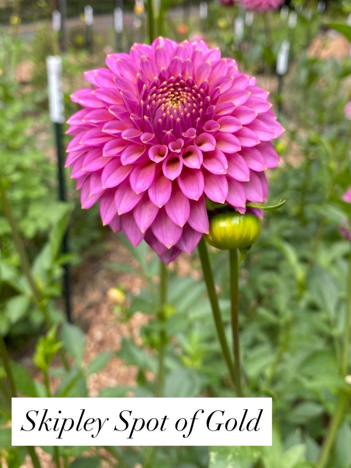 Skipley Spot of Gold - Dahlia Tuber
