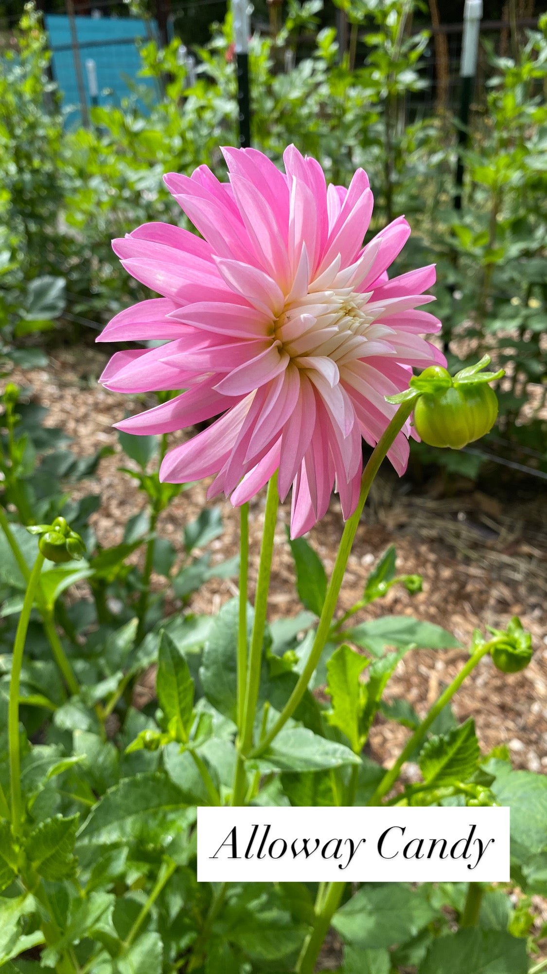 Alloway Candy - Dahlia Tuber