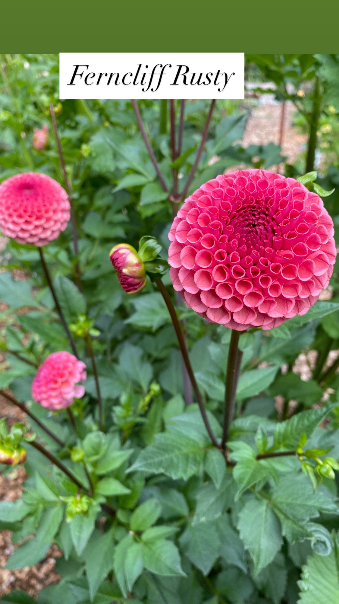Ferncliff Rusty - Dahlia Tuber