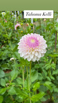 Tahoma Kelli - Dahlia Tuber
