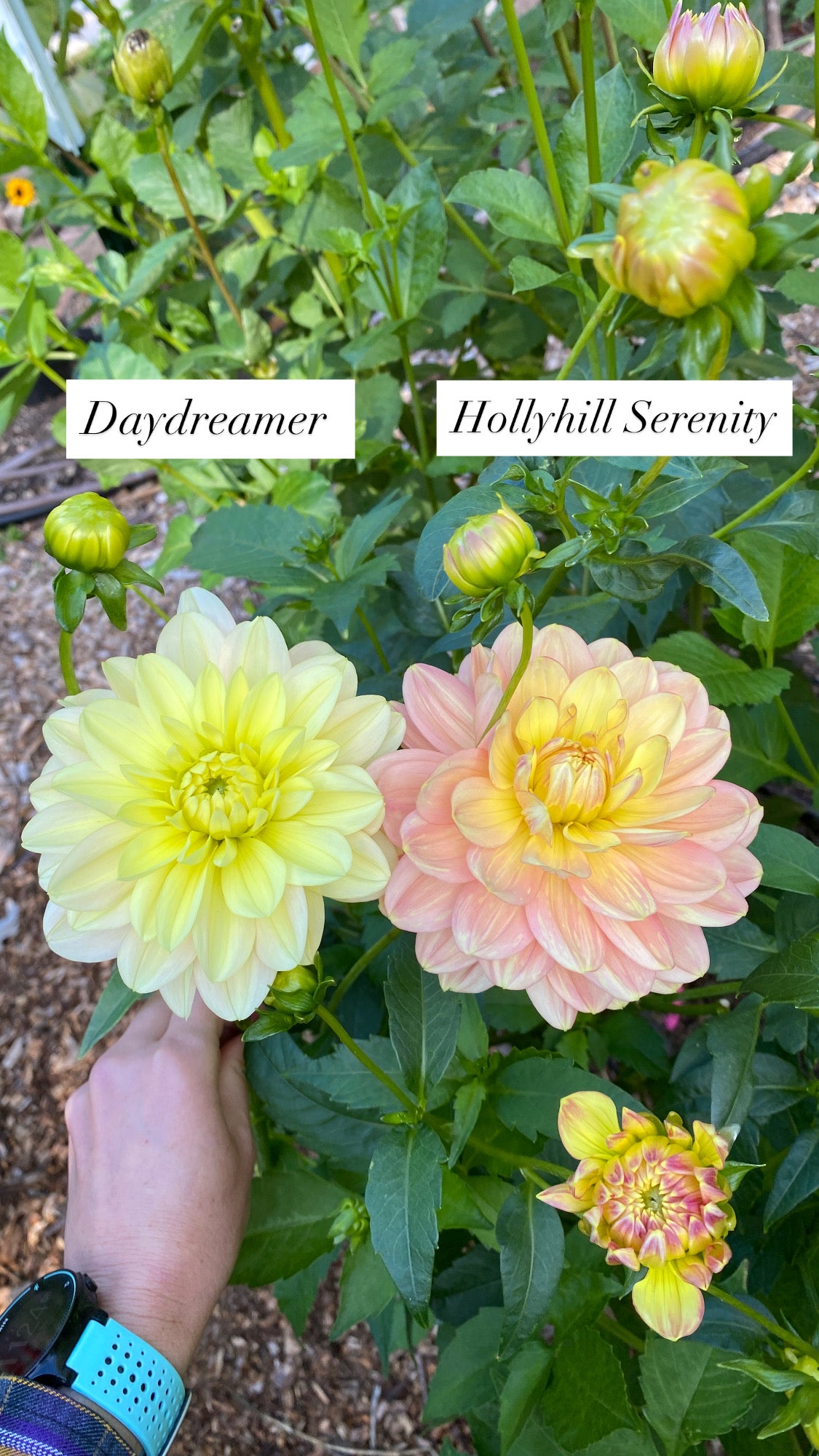 Hollyhill Serenity - Dahlia Tuber