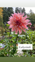 Labyrinth - Dahlia Tuber