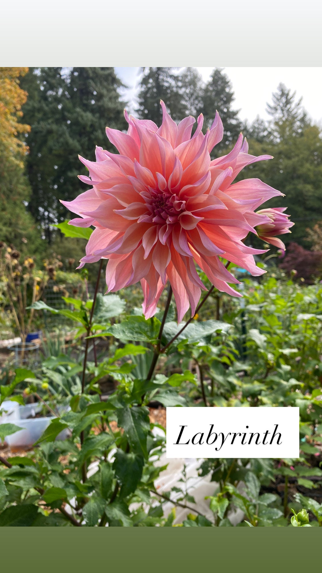 Labyrinth - Dahlia Tuber