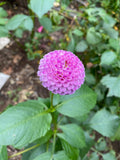 Frank Holmes - Dahlia Tuber