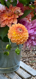 Blyton Softer Gleam - Dahlia Tuber