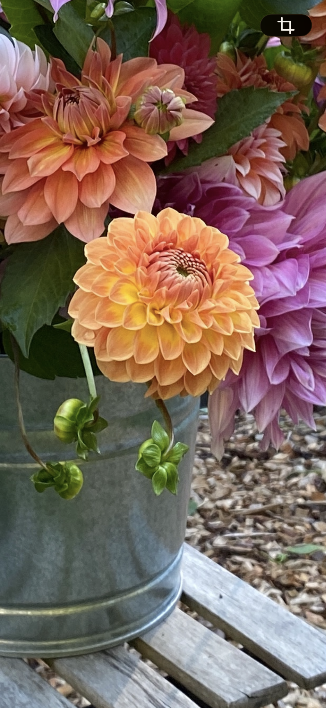 Blyton Softer Gleam - Dahlia Tuber