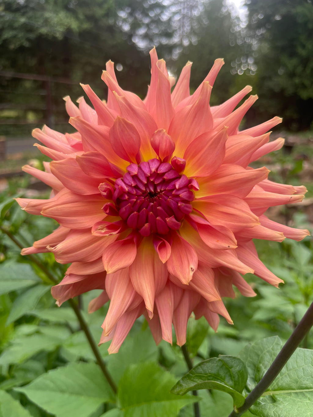 Terracotta - Dahlia Tuber