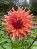 Terracotta - Dahlia Tuber