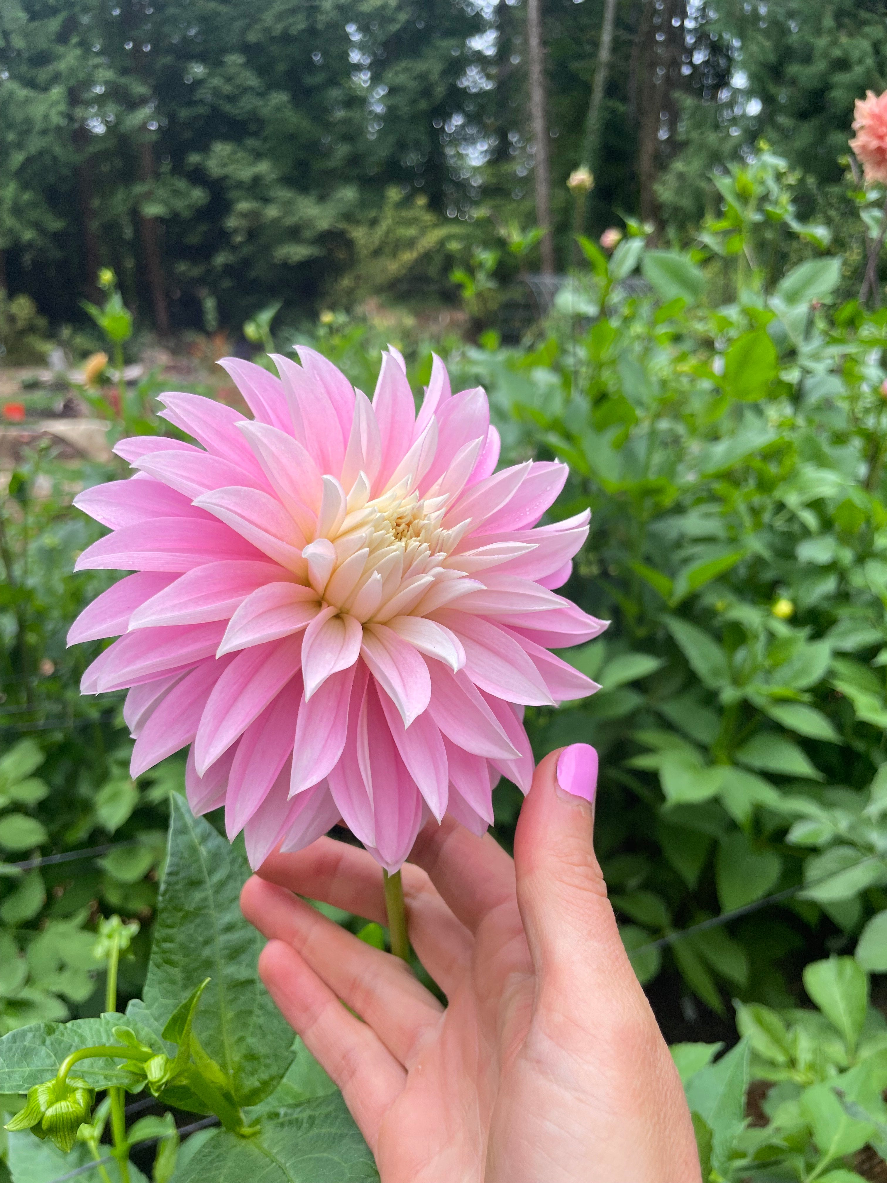 Alloway Candy - Dahlia Tuber