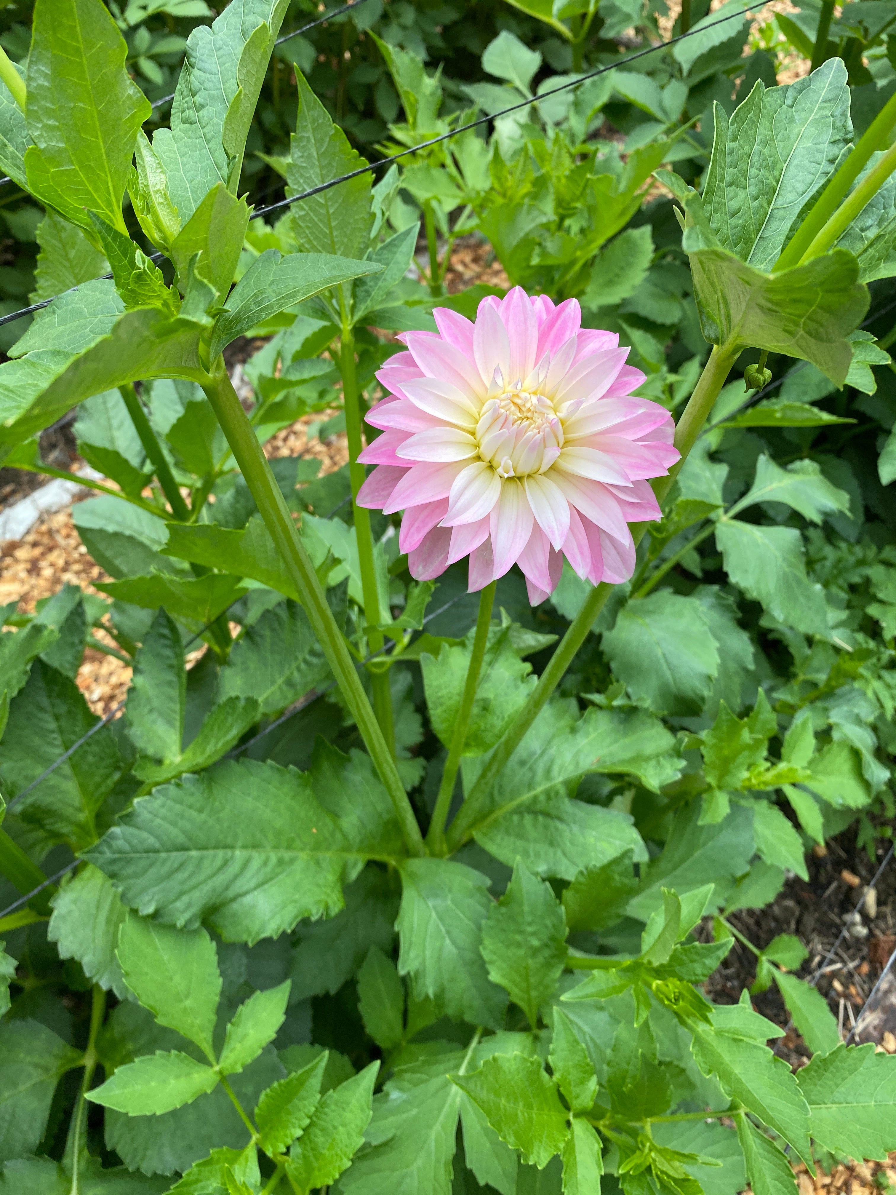 Alloway Candy - Dahlia Tuber