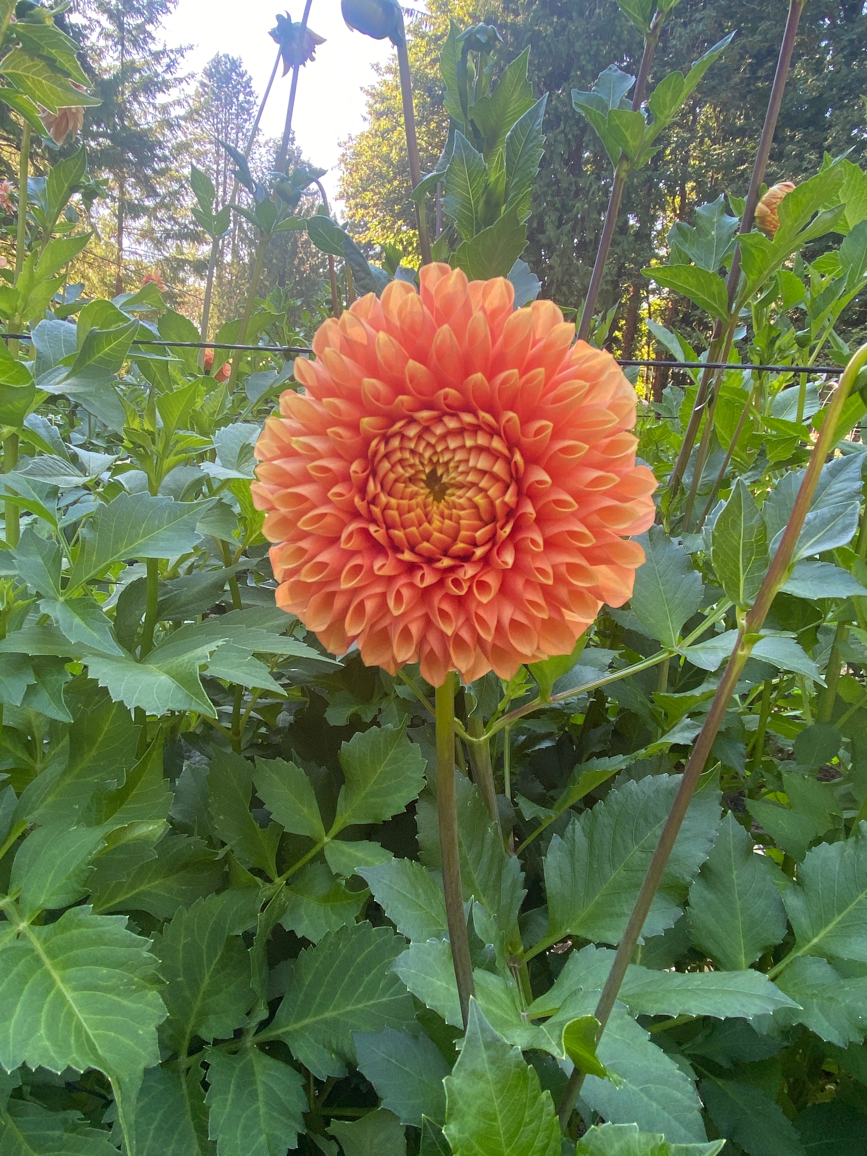 Jowey Linda - Dahlia Tuber