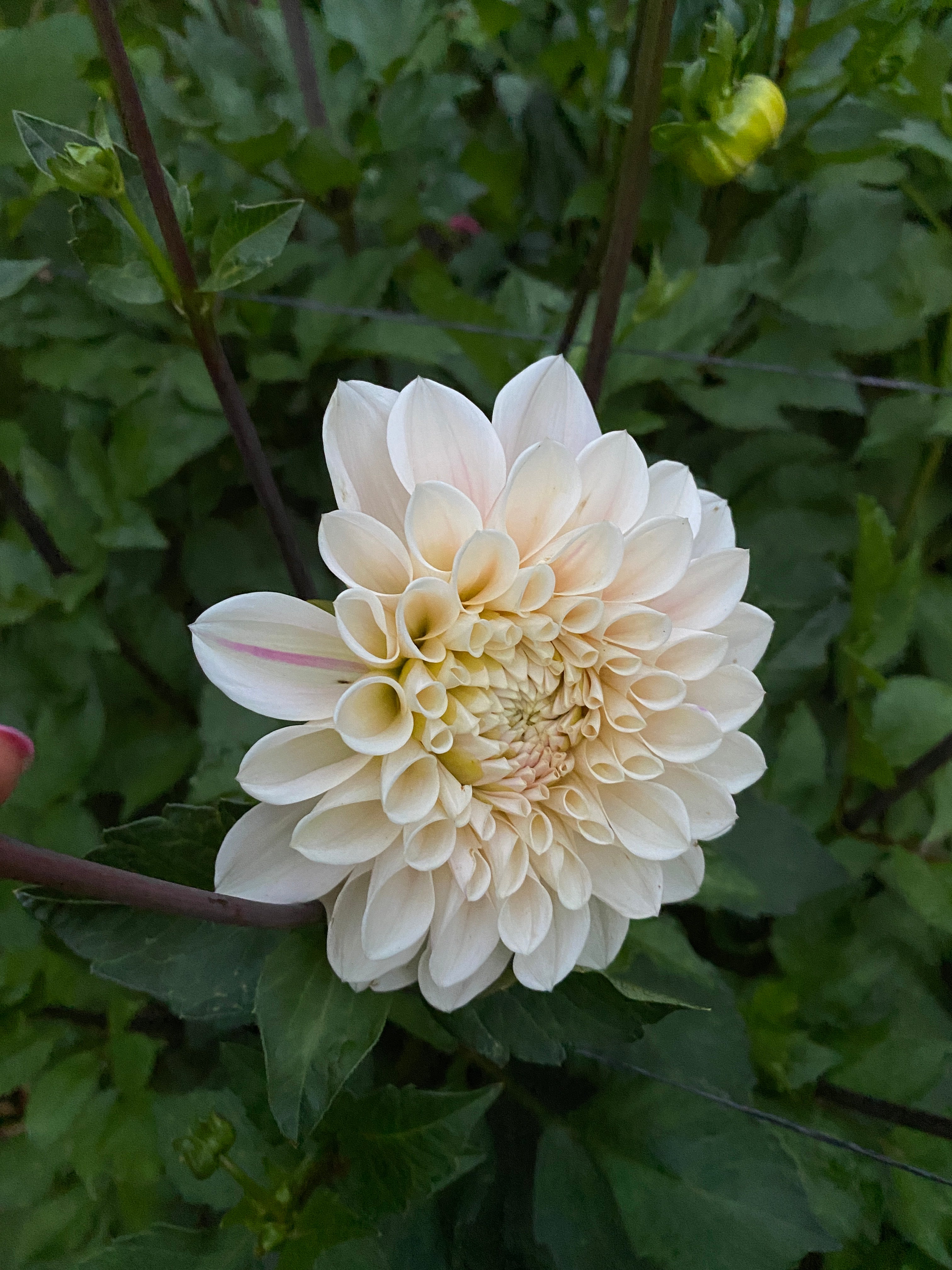Sweet Nathalie - Dahlia Tuber